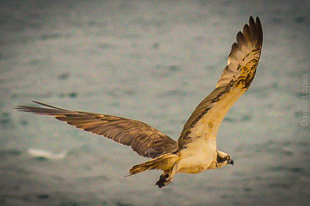 Canon EF-S 55-250mm F4-5.6 IS sample photo. Guincho photography