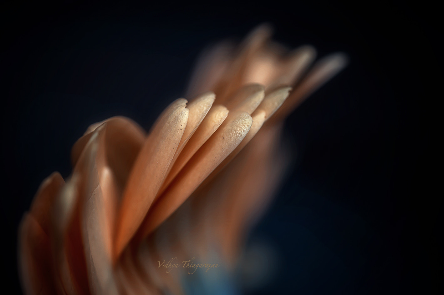 Nikon D700 sample photo. Reliance photography