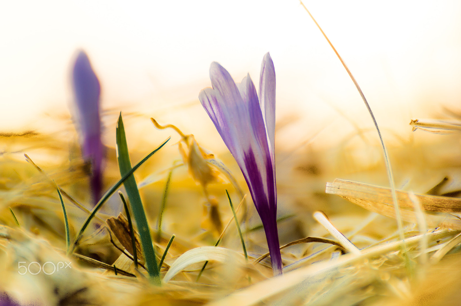 Nikon D3200 sample photo. Flowering crocus photography