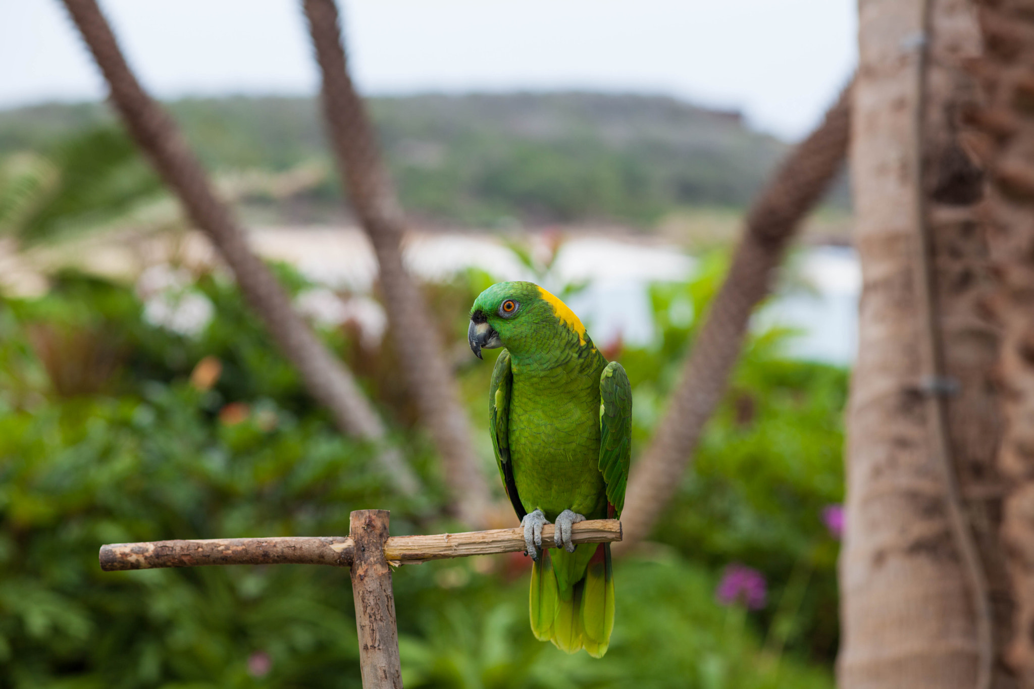 Canon EOS 5D Mark II + Canon EF 100mm F2.0 USM sample photo. "aloha!" - cheeky bird photography