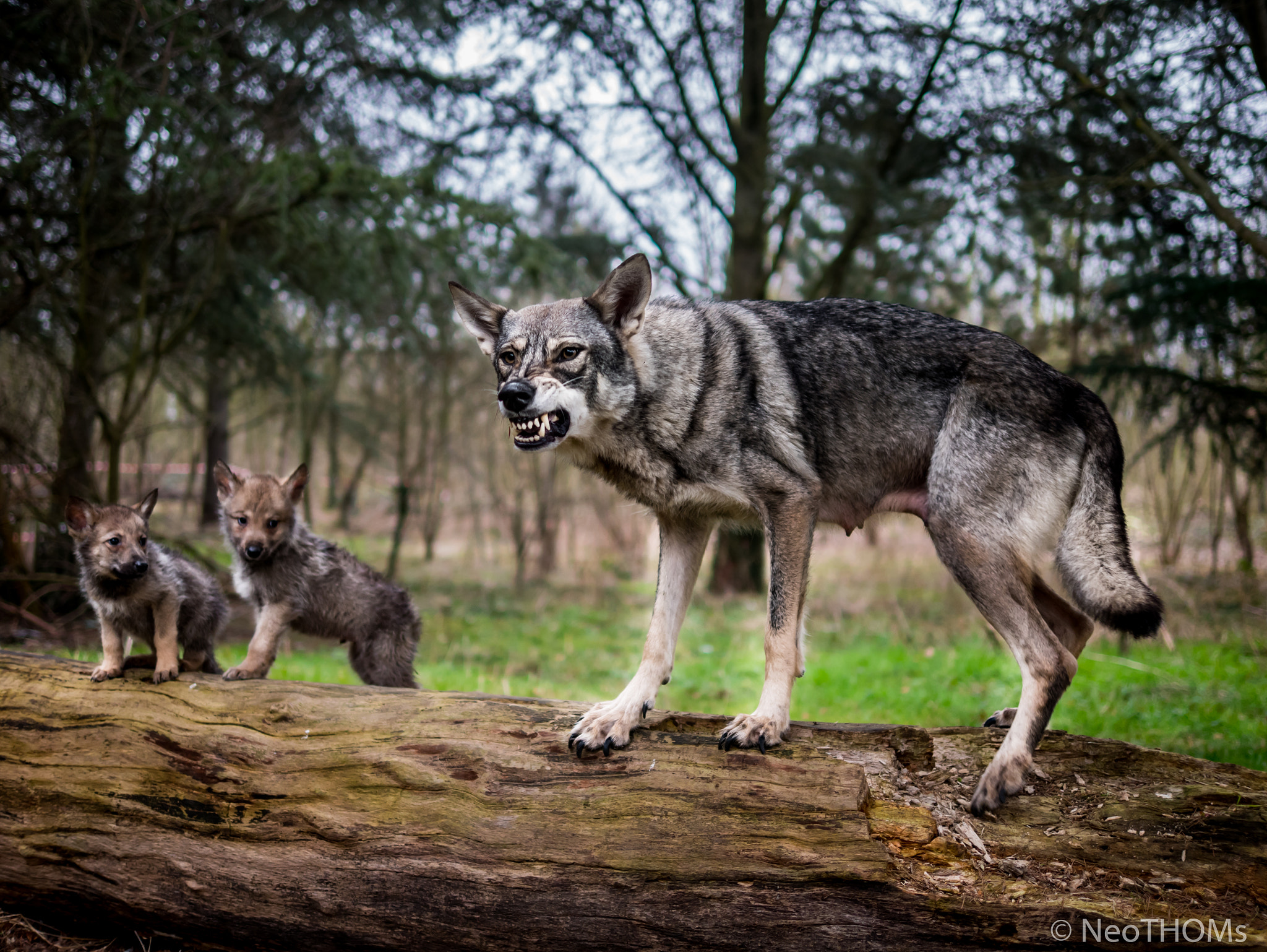 Panasonic Lumix DMC-GX85 (Lumix DMC-GX80 / Lumix DMC-GX7 Mark II) sample photo. Grunting wolf photography