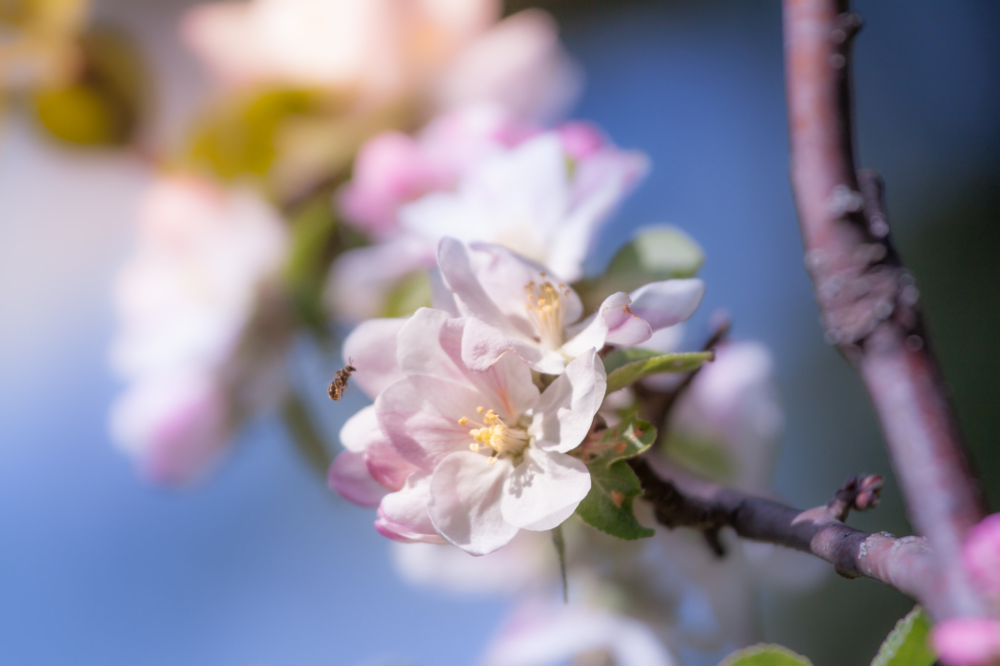 Canon EF 70-200mm F4L IS USM sample photo. Let it bee photography