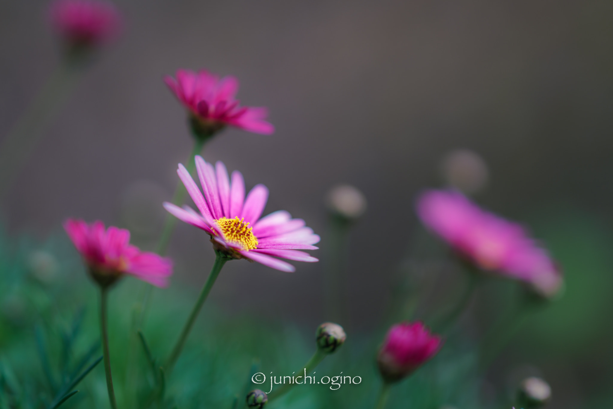 Sony Sonnar T* 135mm F1.8 ZA sample photo. Flashing photography