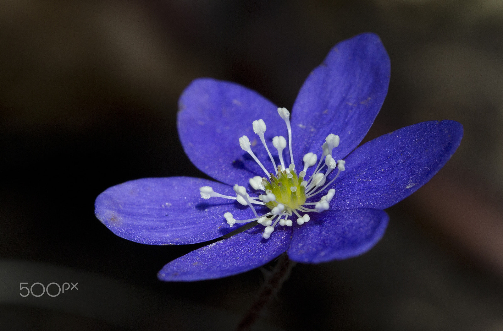 Sigma 150mm f/2.8 EX DG OS HSM APO Macro sample photo. Blue anemone photography