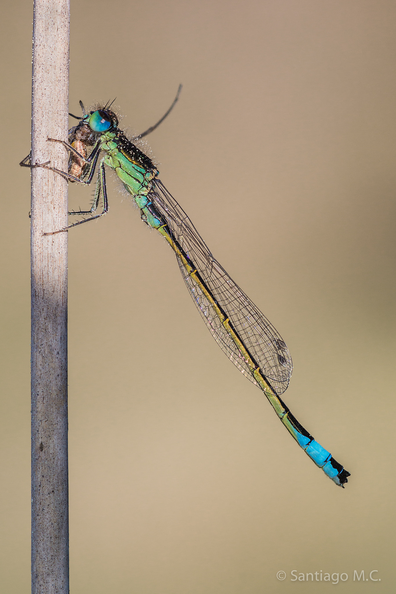 Sony 100mm F2.8 Macro sample photo. Macho de ischnura graellsii merendando photography