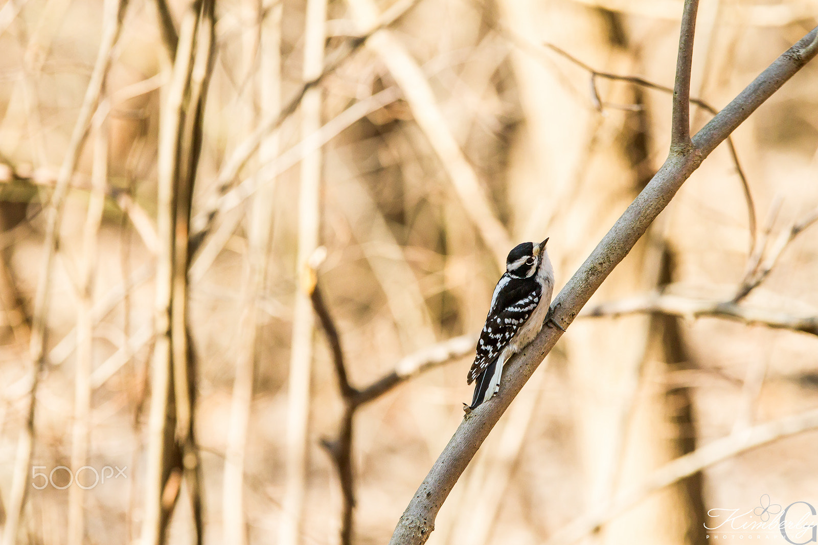 Sigma 70-200mm F2.8 EX DG OS HSM sample photo. Ojibway photography