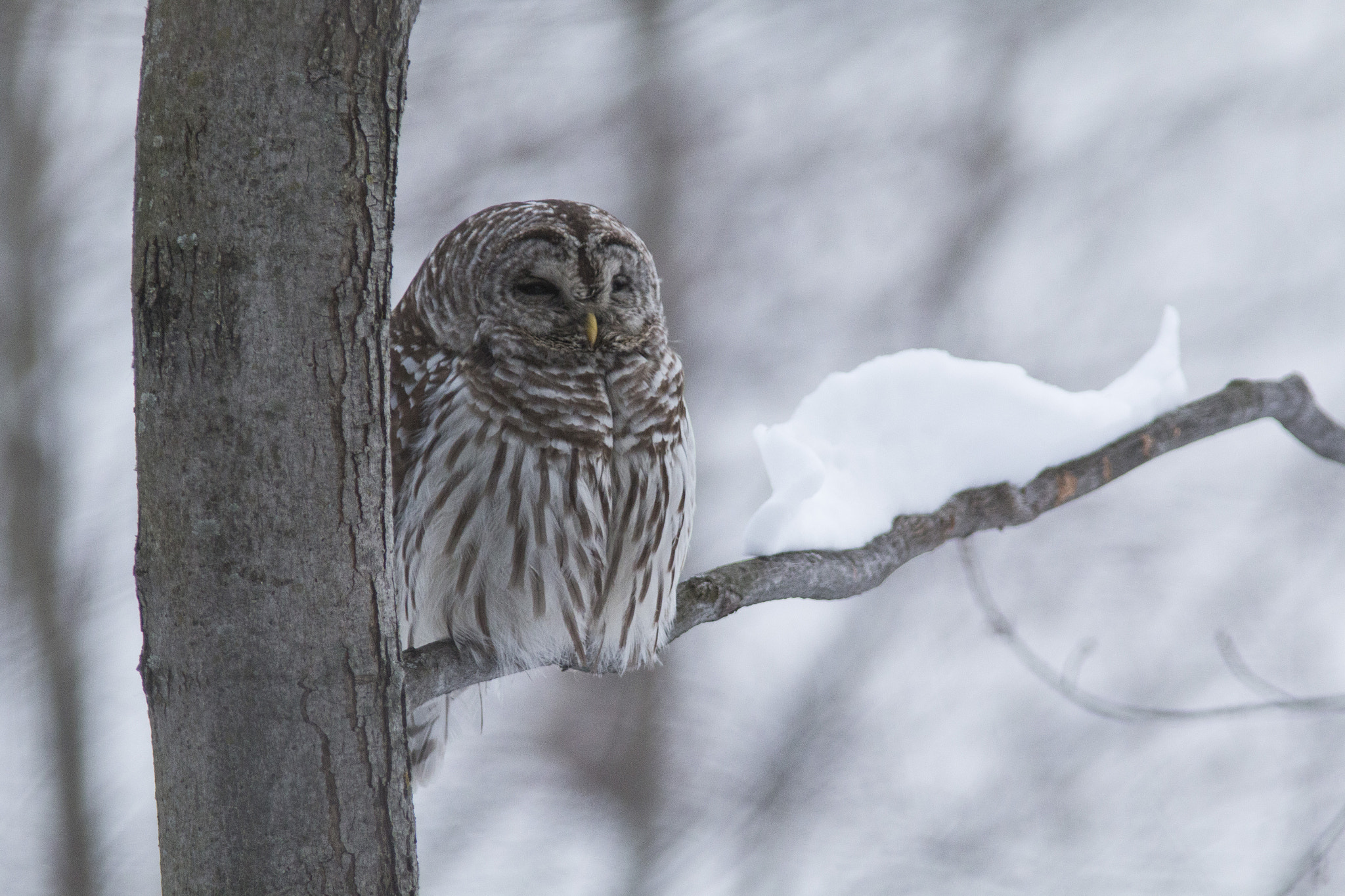 Canon EF 300mm F4L IS USM sample photo. Chouette rayée photography