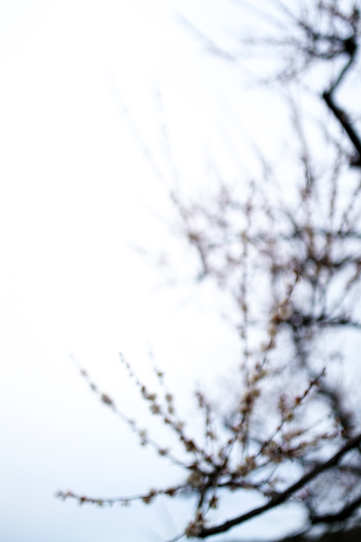 Sony a7R II sample photo. Ume bokeh 1 photography