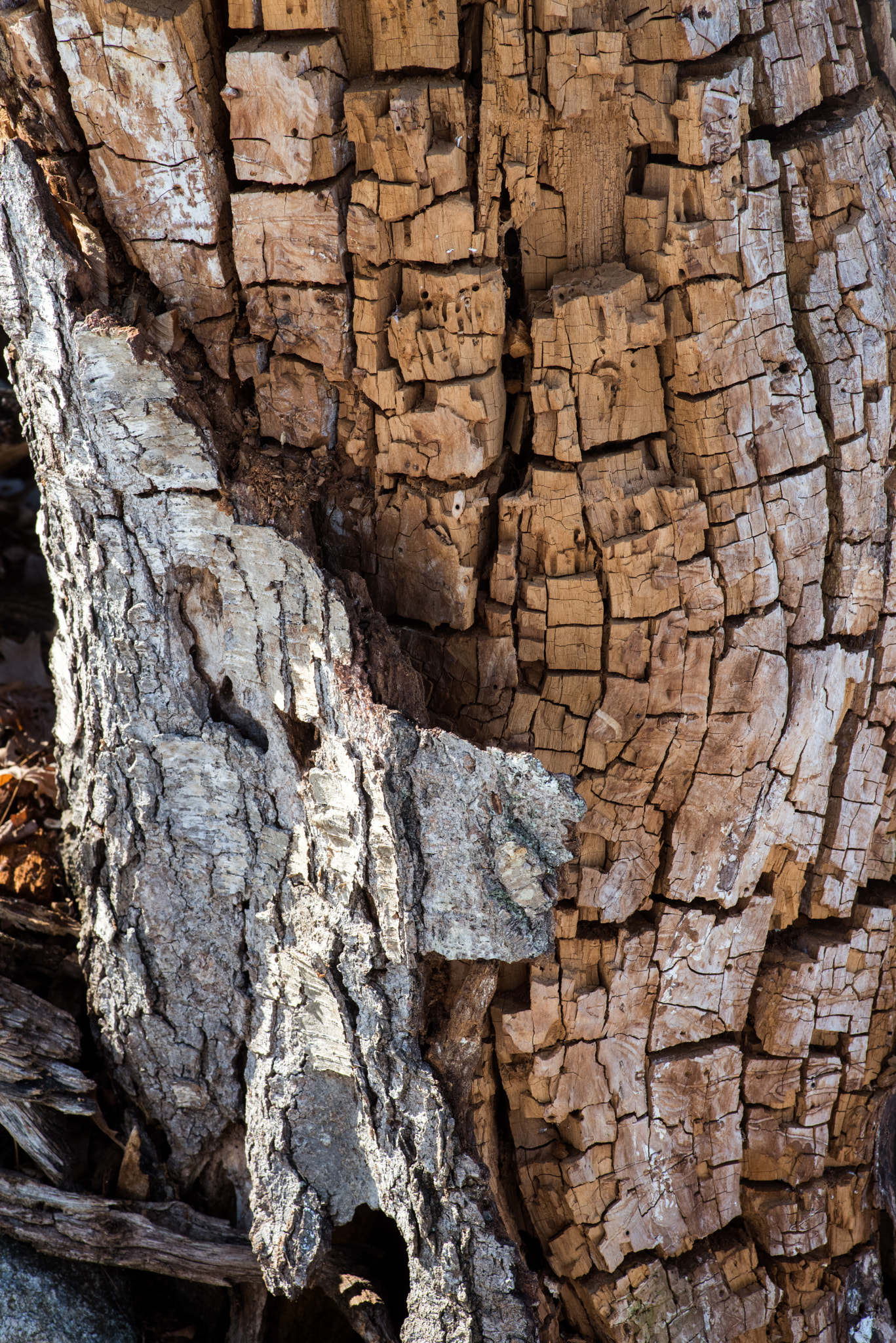 Pentax smc D-FA 100mm F2.8 Macro WR sample photo. Textures of decaying tree stump photography