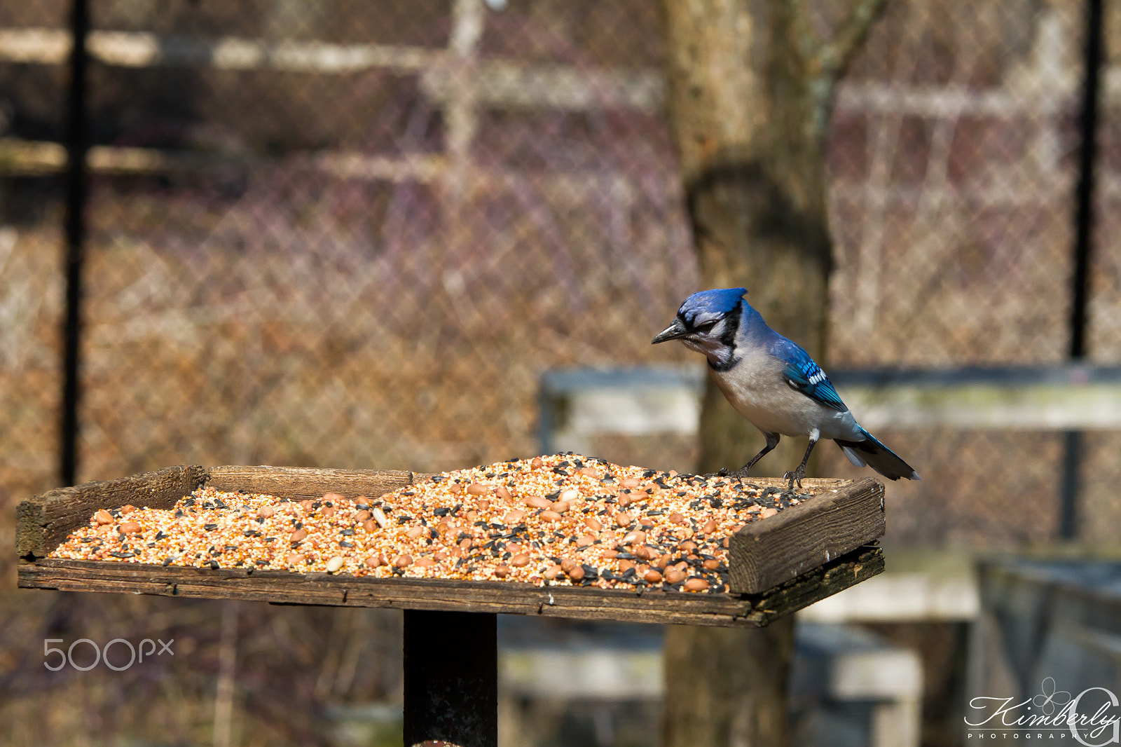 Sigma 70-200mm F2.8 EX DG OS HSM sample photo. Bluebird photography