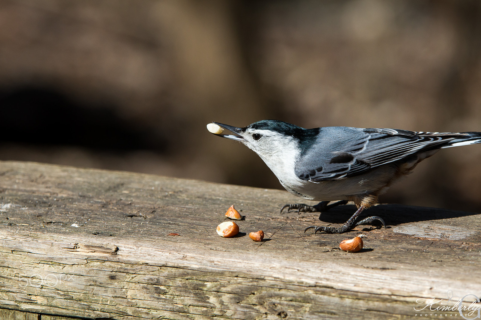 Canon EOS 7D sample photo. White breasted nuthatch photography