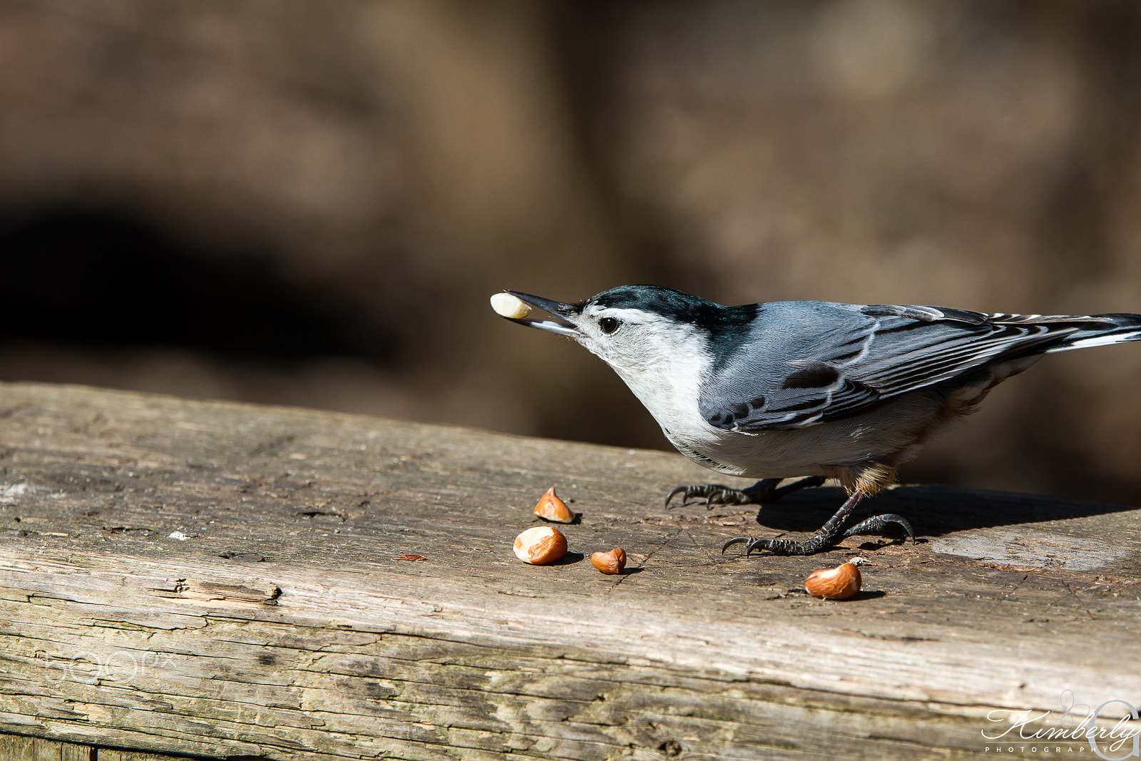 Sigma 70-200mm F2.8 EX DG OS HSM sample photo. White breasted nuthatch photography