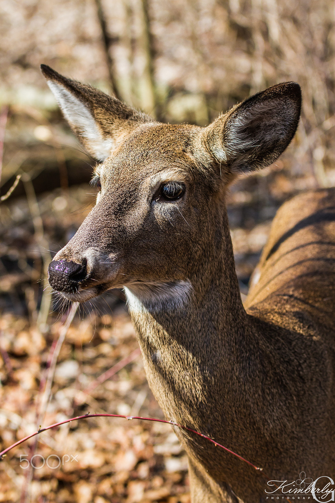 Canon EOS 7D + Sigma 70-200mm F2.8 EX DG OS HSM sample photo. Deer photography