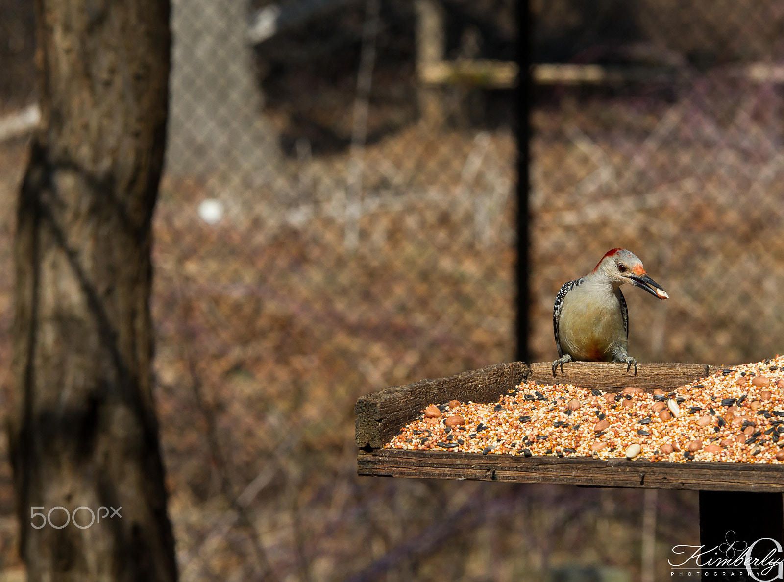 Sigma 70-200mm F2.8 EX DG OS HSM sample photo. Woodpecker photography