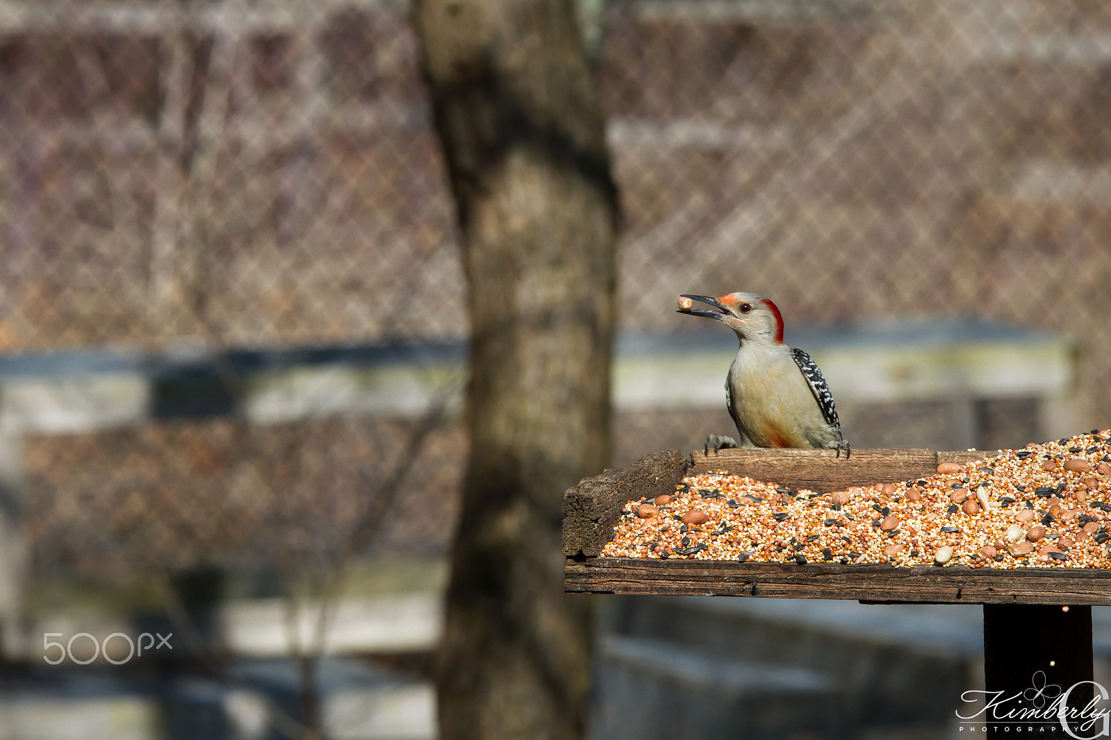 Sigma 70-200mm F2.8 EX DG OS HSM sample photo. Woodpecker photography