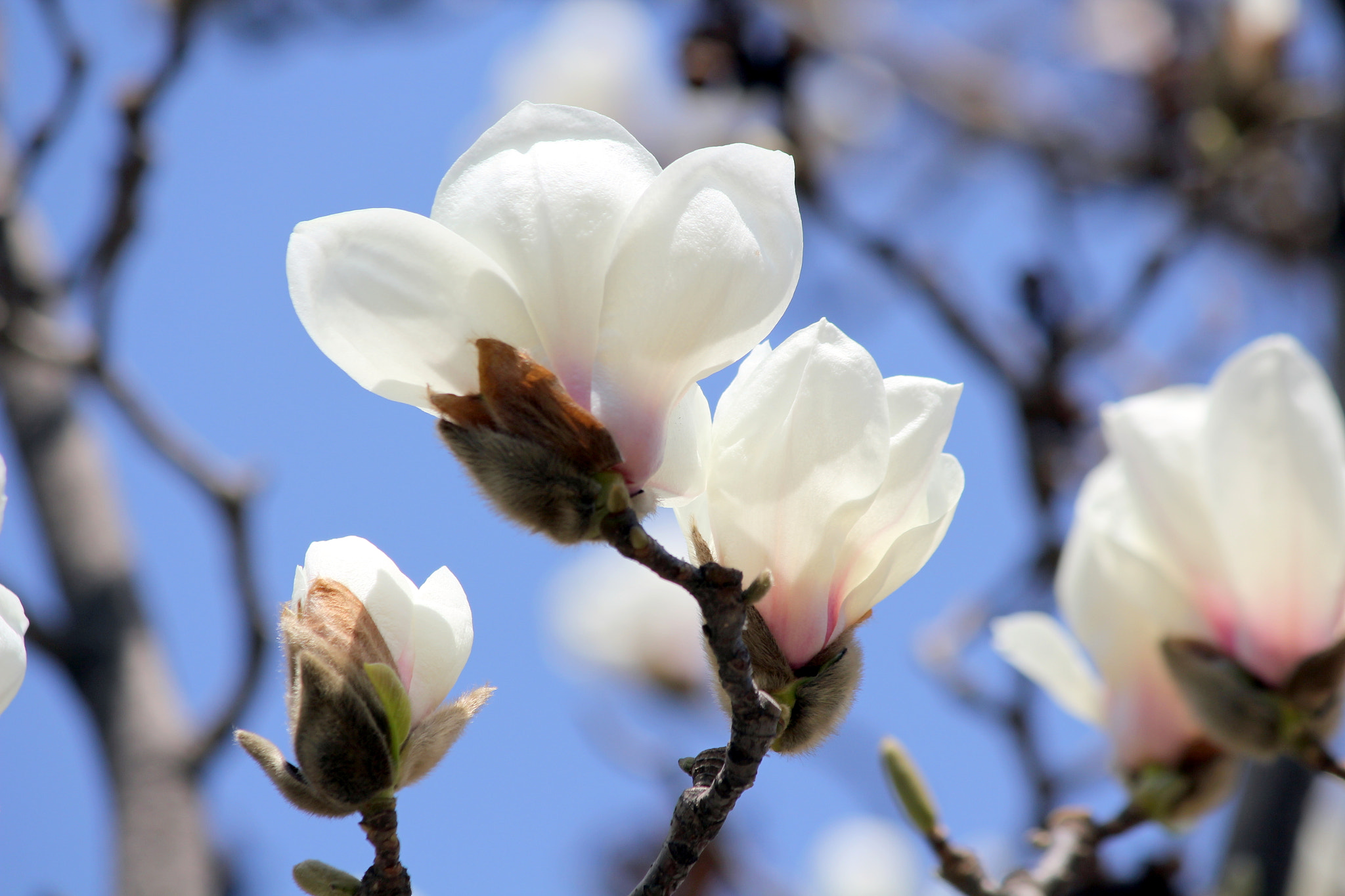 Canon EF-S 55-250mm F4-5.6 IS II sample photo