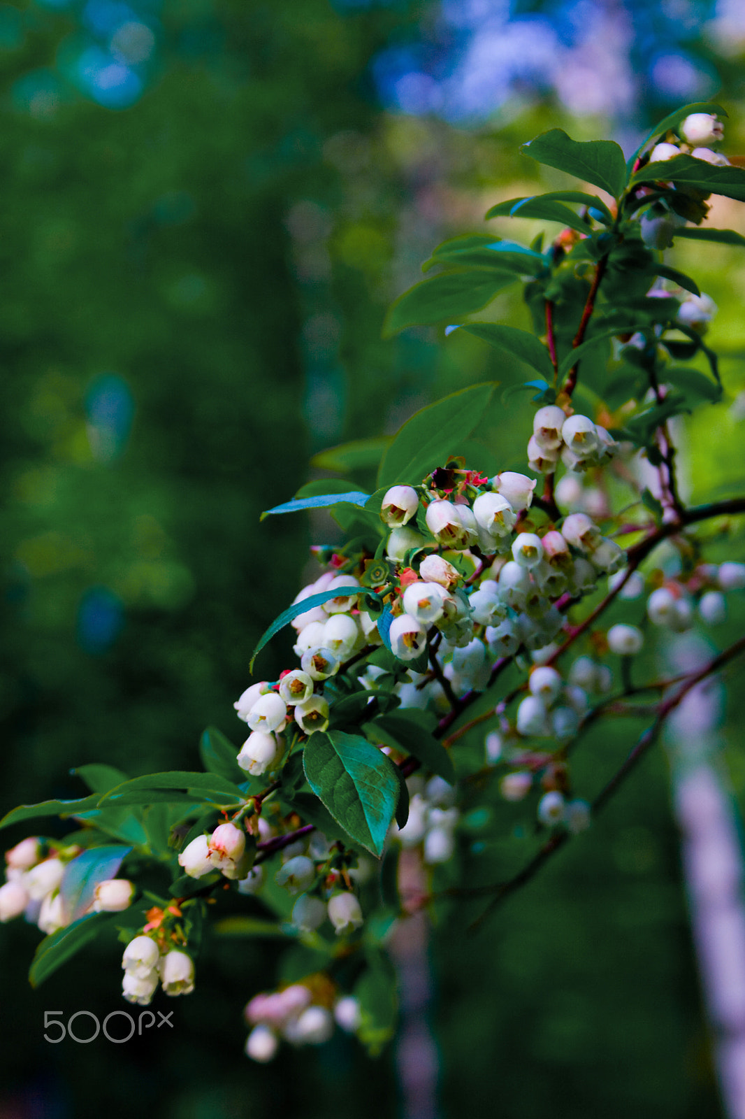 Canon EOS 400D (EOS Digital Rebel XTi / EOS Kiss Digital X) sample photo. Blueberry blossoms in spring with bee photography