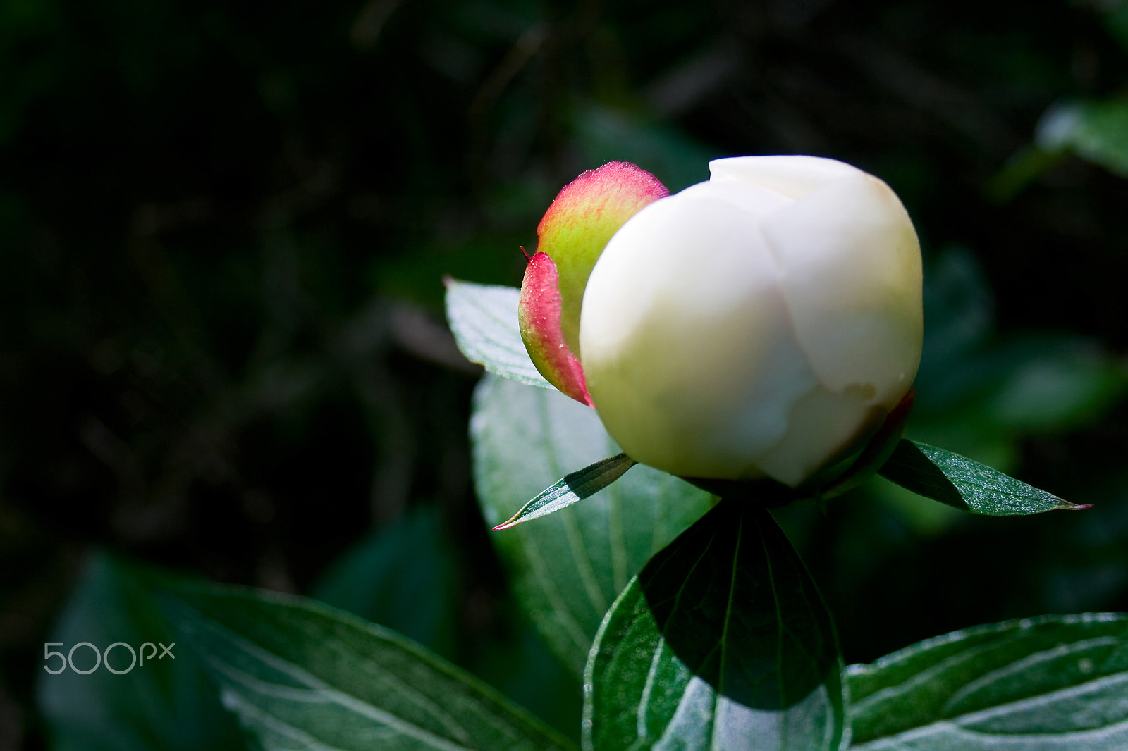 Canon EOS 400D (EOS Digital Rebel XTi / EOS Kiss Digital X) sample photo. Bud of white peony flower with a hint of pink photography