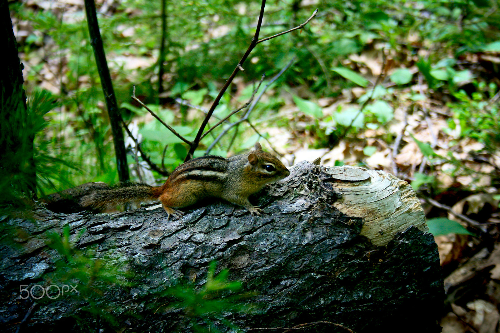 Canon EOS 400D (EOS Digital Rebel XTi / EOS Kiss Digital X) sample photo. Chipmunk on a log in the woods photography