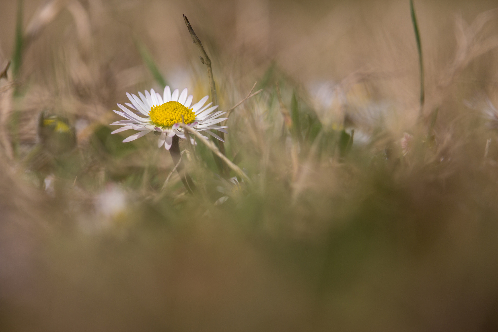 Canon EF-S 55-250mm F4-5.6 IS STM sample photo. Daisy photography
