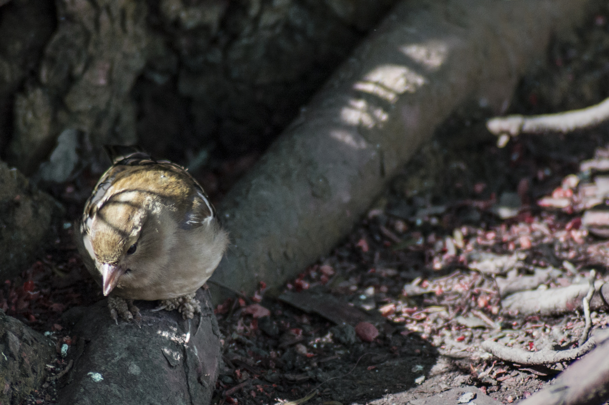 Nikon D3200 sample photo. Little bird photography