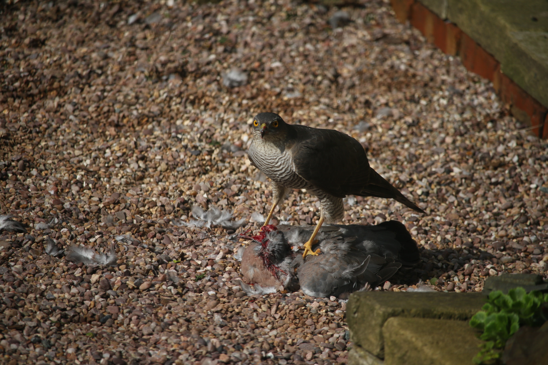 Canon EOS 70D + Canon EF-S 55-250mm F4-5.6 IS STM sample photo. Life and death in our back garden (shot through the kitchen window) photography