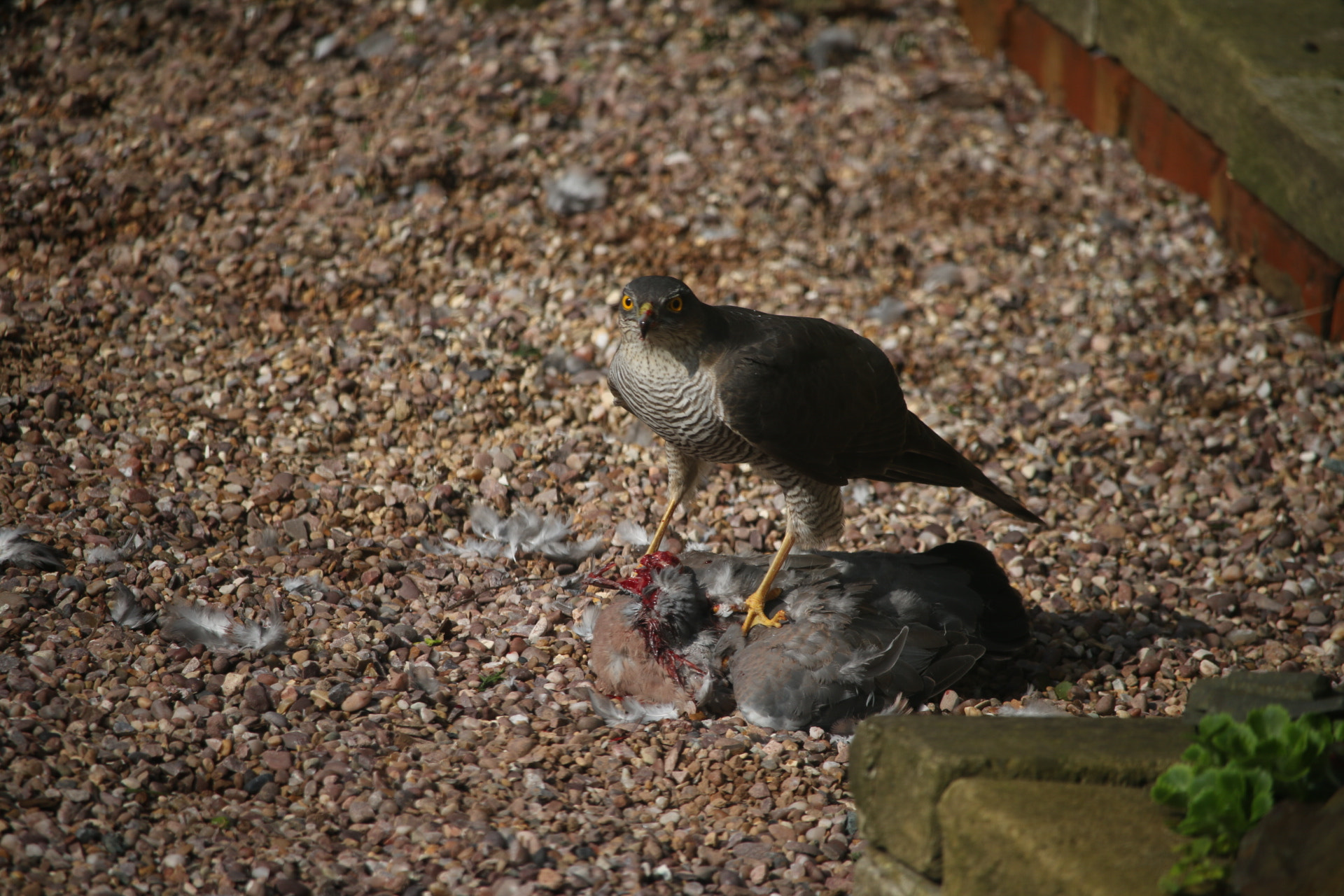Canon EF-S 55-250mm F4-5.6 IS STM sample photo. Life and death in our back garden (shot through the kitchen window) photography