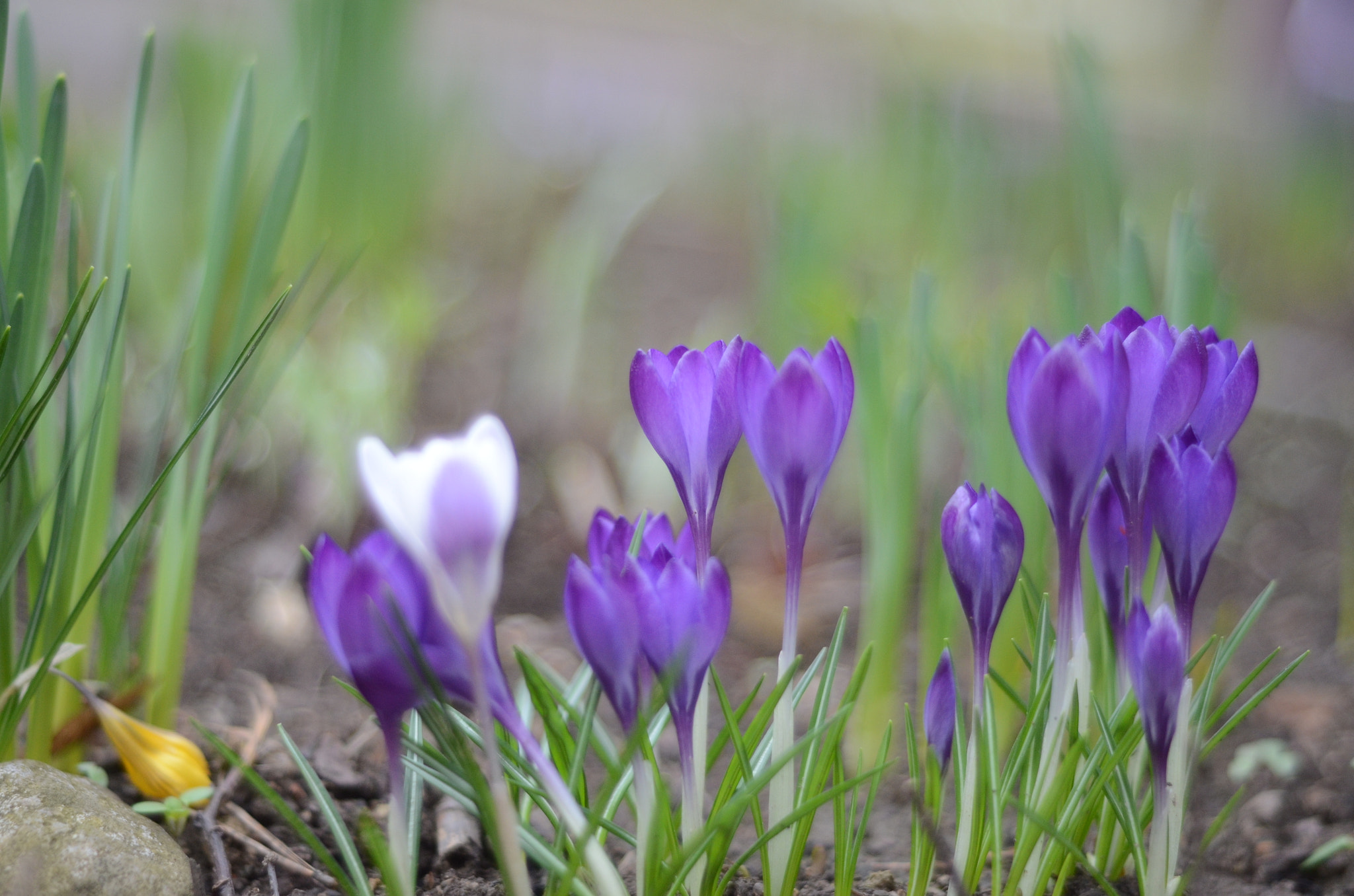 Nikon D7000 + Manual Lens No CPU sample photo. Some flowers photography