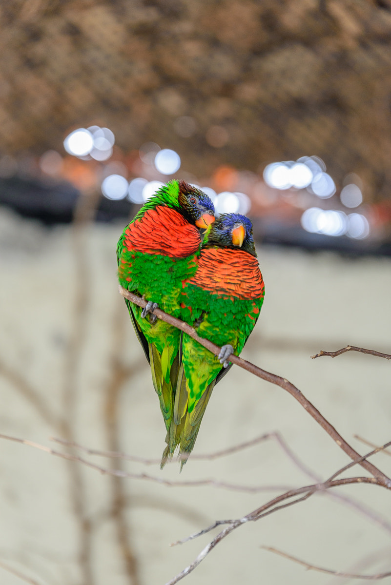Nikon AF-S Nikkor 70-200mm F2.8G ED VR II sample photo. Love photography