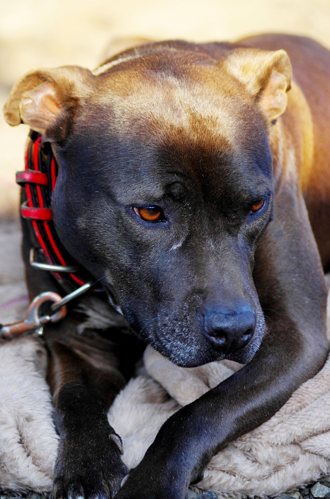Pentax K-5 sample photo. American pitbull terrier photography
