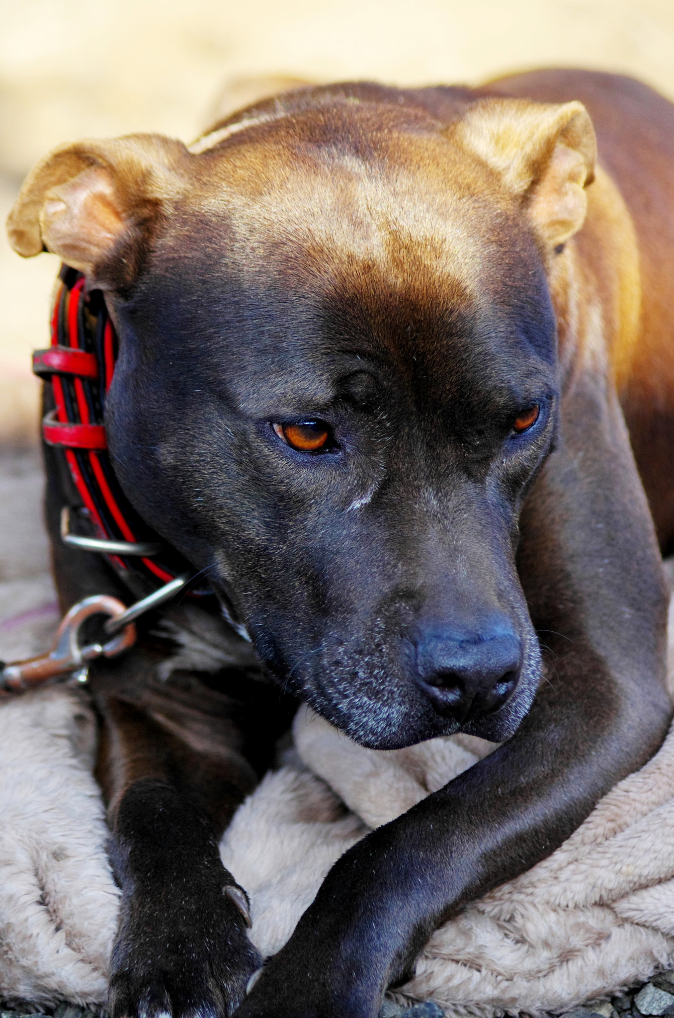 smc PENTAX-DA L 55-300mm F4-5.8 ED sample photo. American pitbull terrier photography