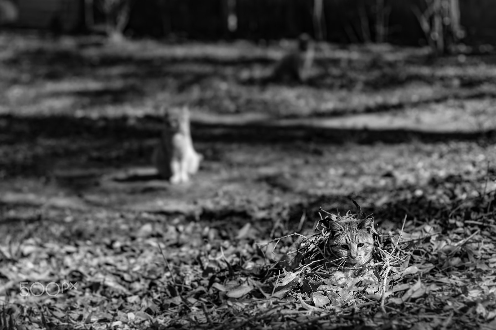 Canon EF 50mm F1.4 USM sample photo. The three stooges photography