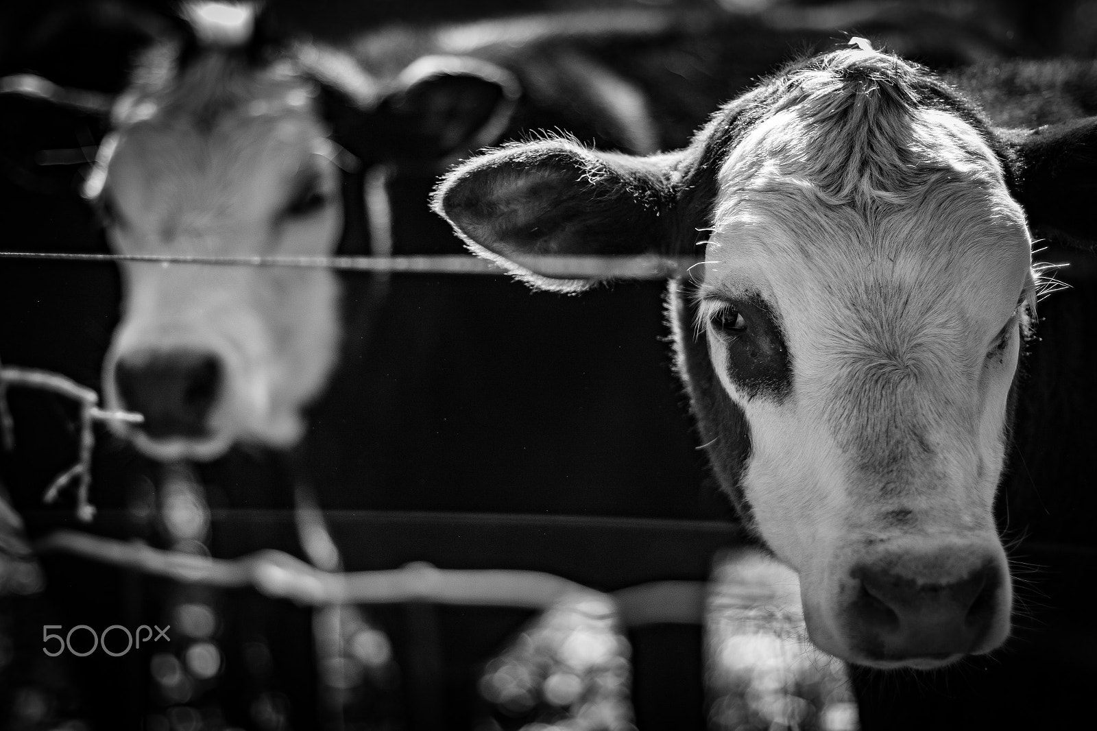 Canon EF 50mm F1.4 USM sample photo. Double moo photography