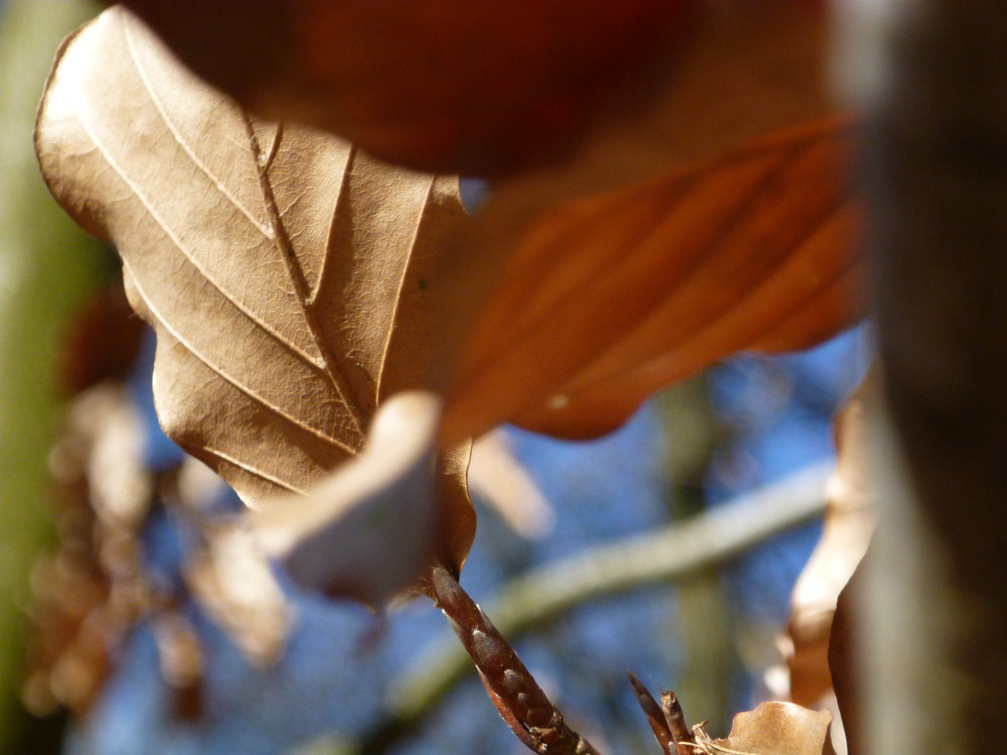 Panasonic DMC-FT4 sample photo. Leaf on tree photography