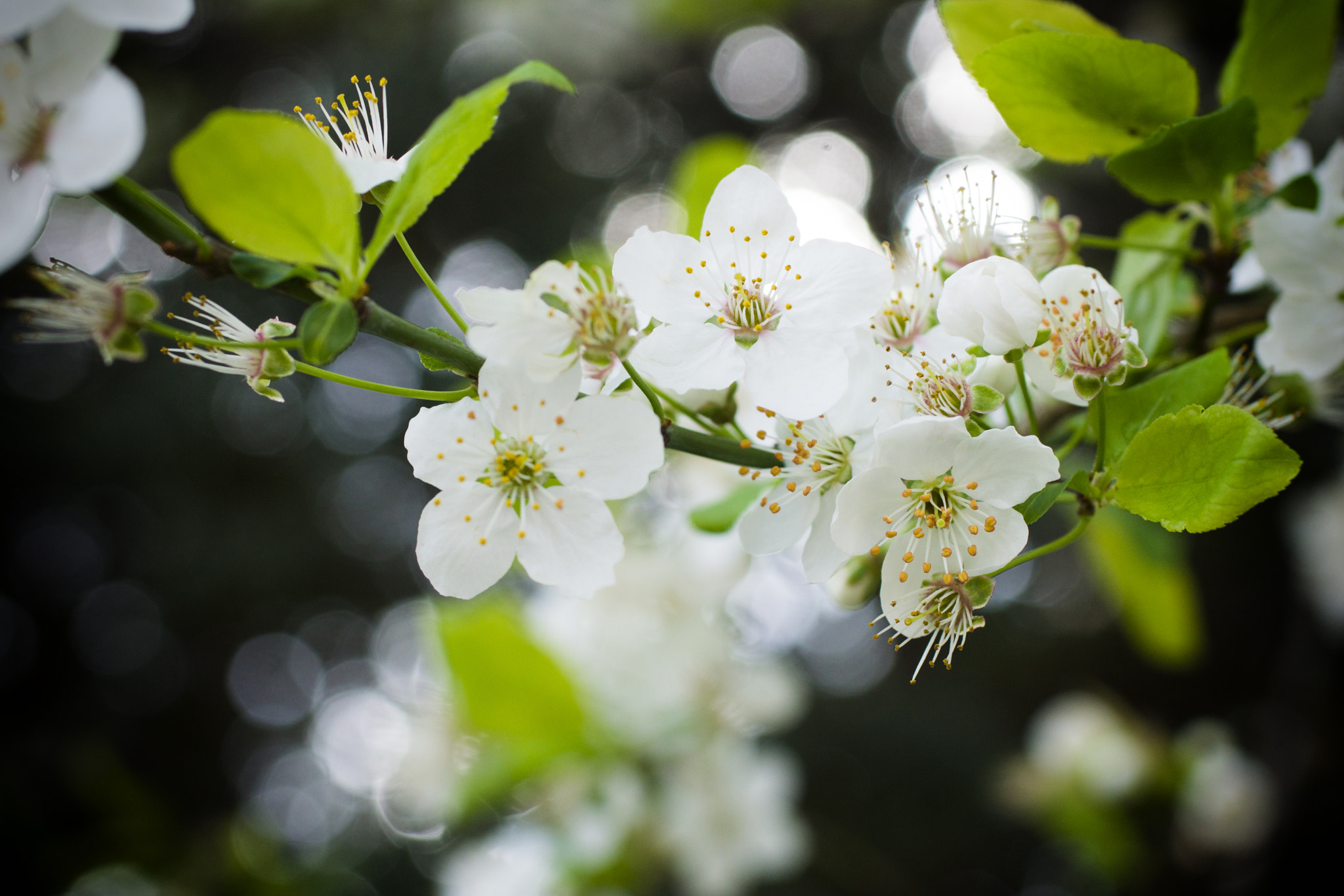 Sony SLT-A65 (SLT-A65V) sample photo. Spring 5 photography