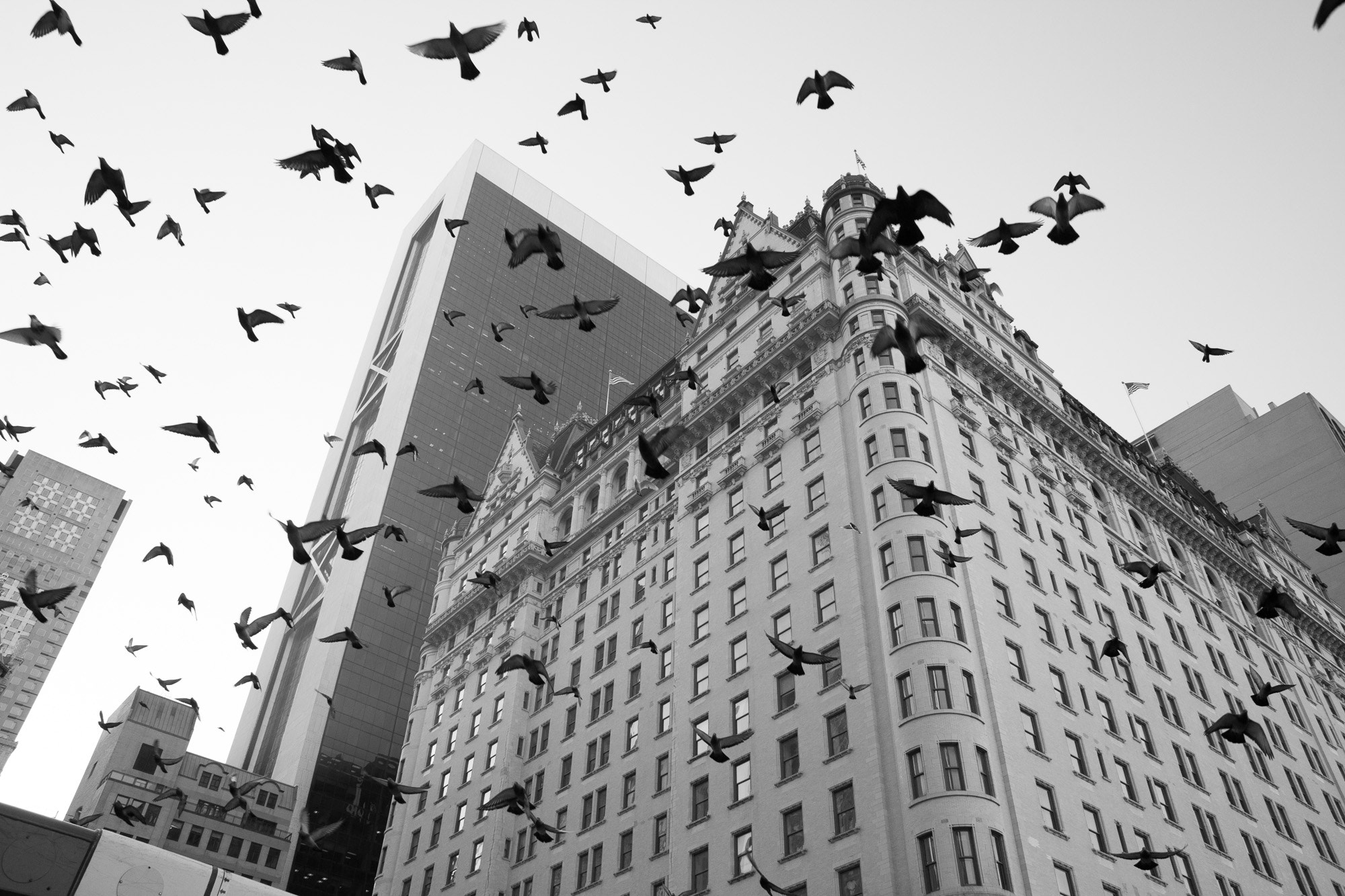 Canon EF 28mm F1.8 USM sample photo. Plaza hotel and birds, new york photography