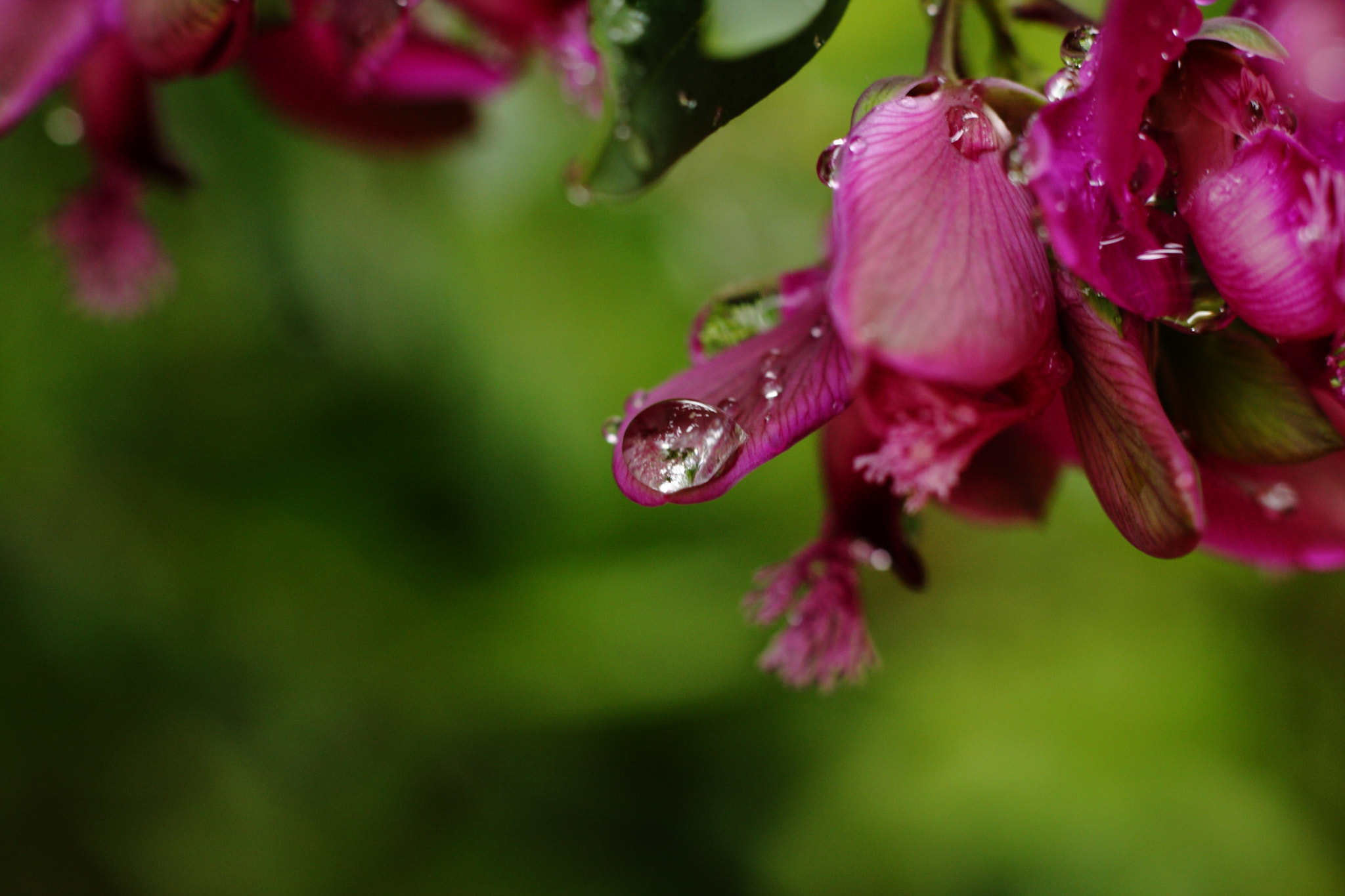 Canon EOS 40D + Canon EF 50mm F1.8 STM sample photo. Après la pluie photography