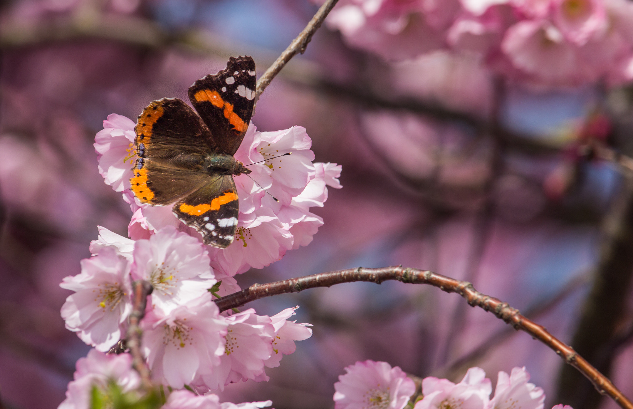 Canon EF-S 55-250mm F4-5.6 IS STM sample photo. Butterfly photography