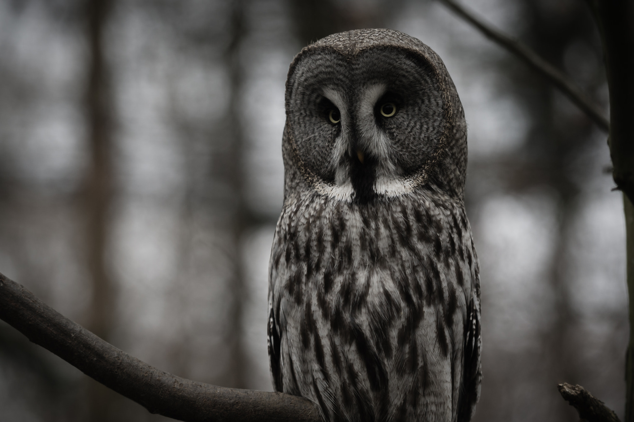 Nikon D3S + Nikon AF-S Nikkor 70-200mm F2.8G ED VR II sample photo. Great gray owl photography