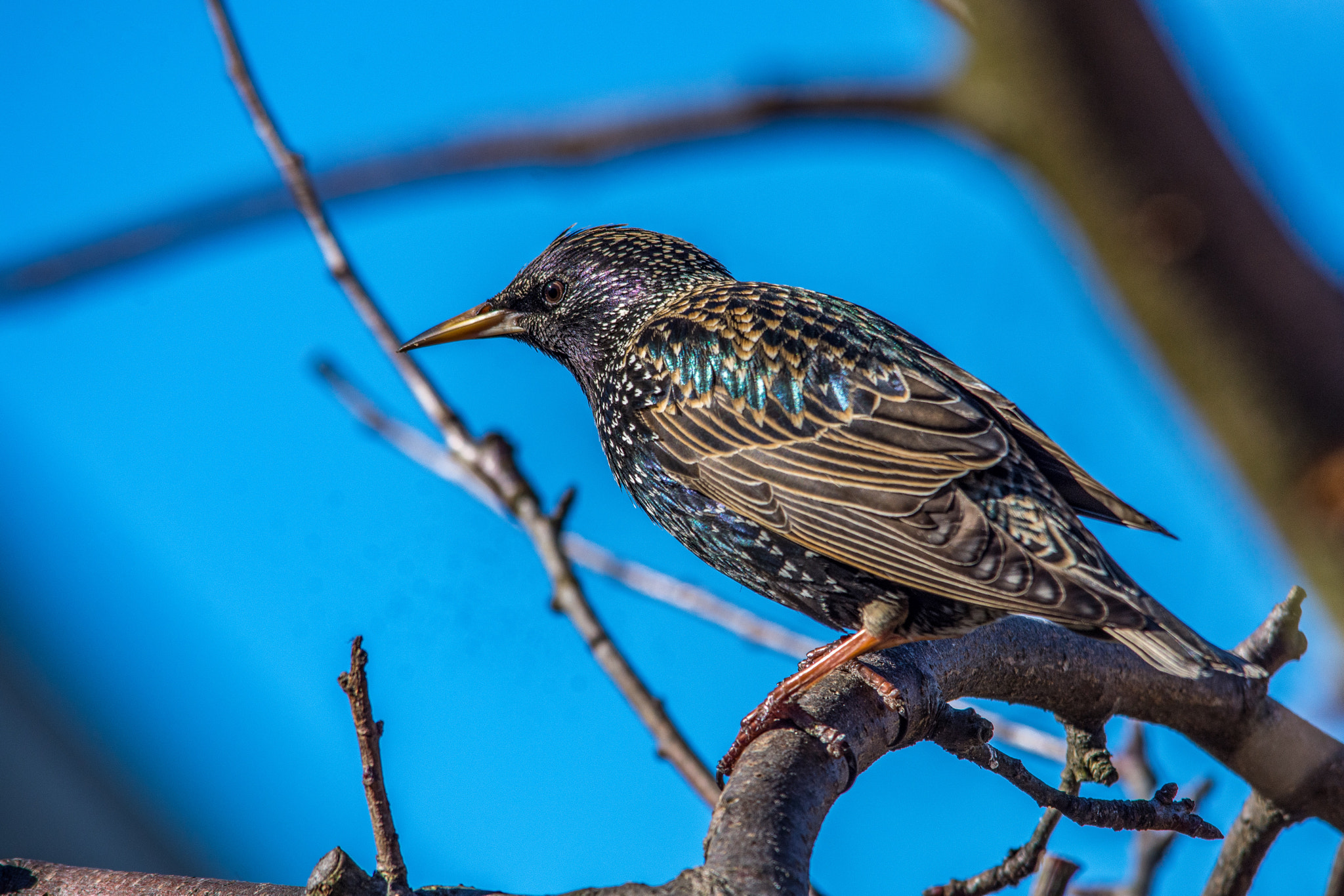 Sigma 150-500mm F5-6.3 DG OS HSM sample photo. Starling photography