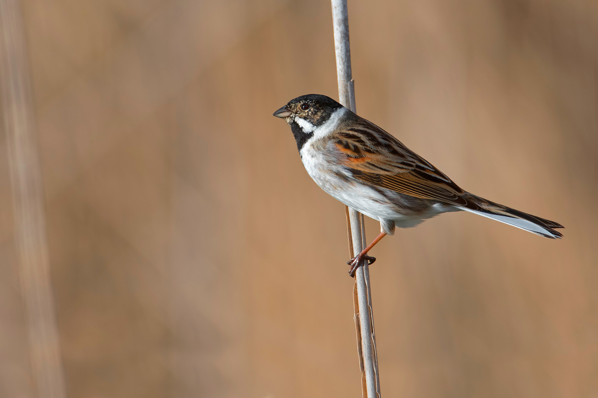 Nikon D500 sample photo. Reed bunting photography