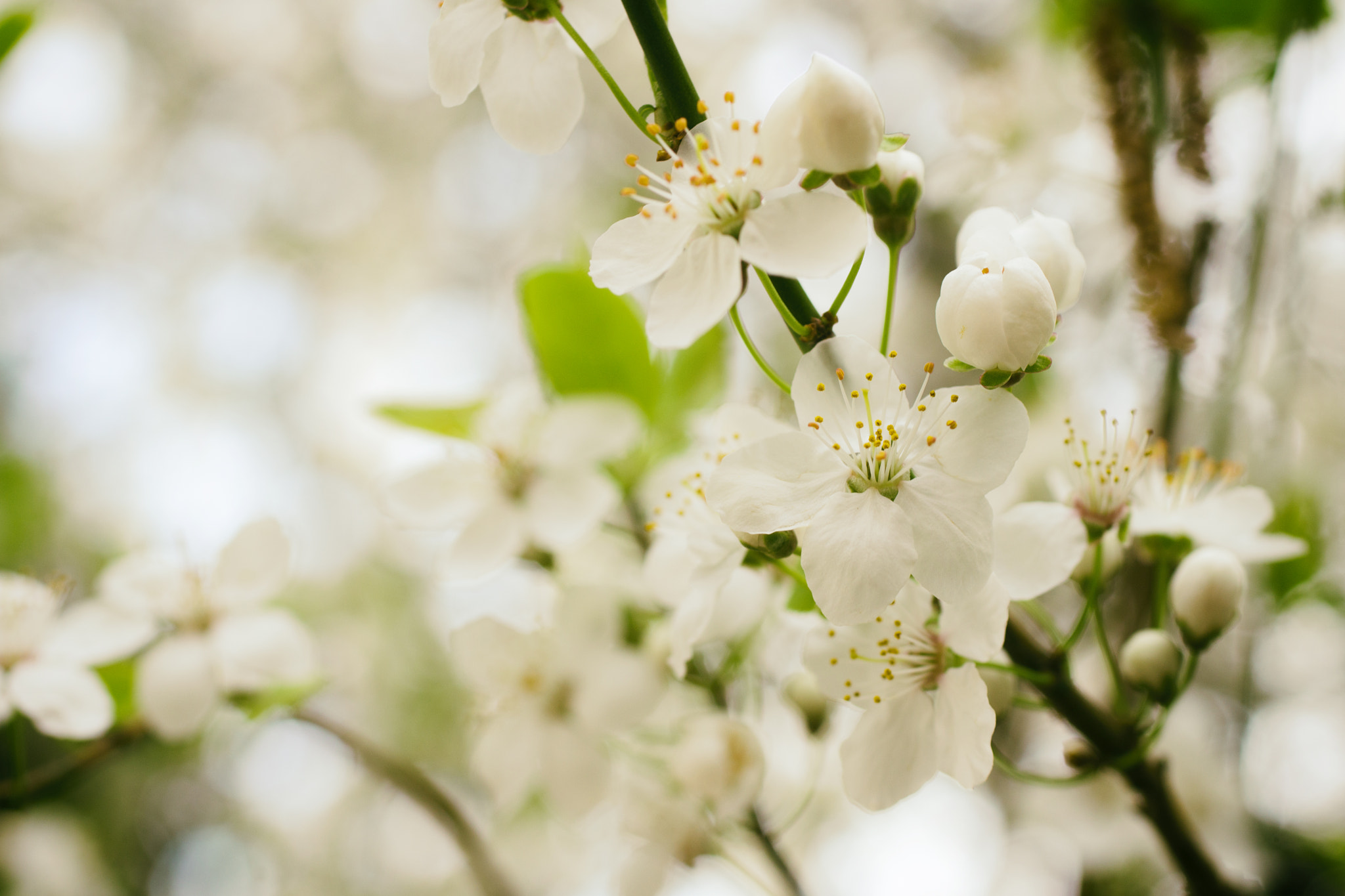 Sony SLT-A65 (SLT-A65V) + Sigma 30mm F1.4 EX DC HSM sample photo. Spring 1 photography