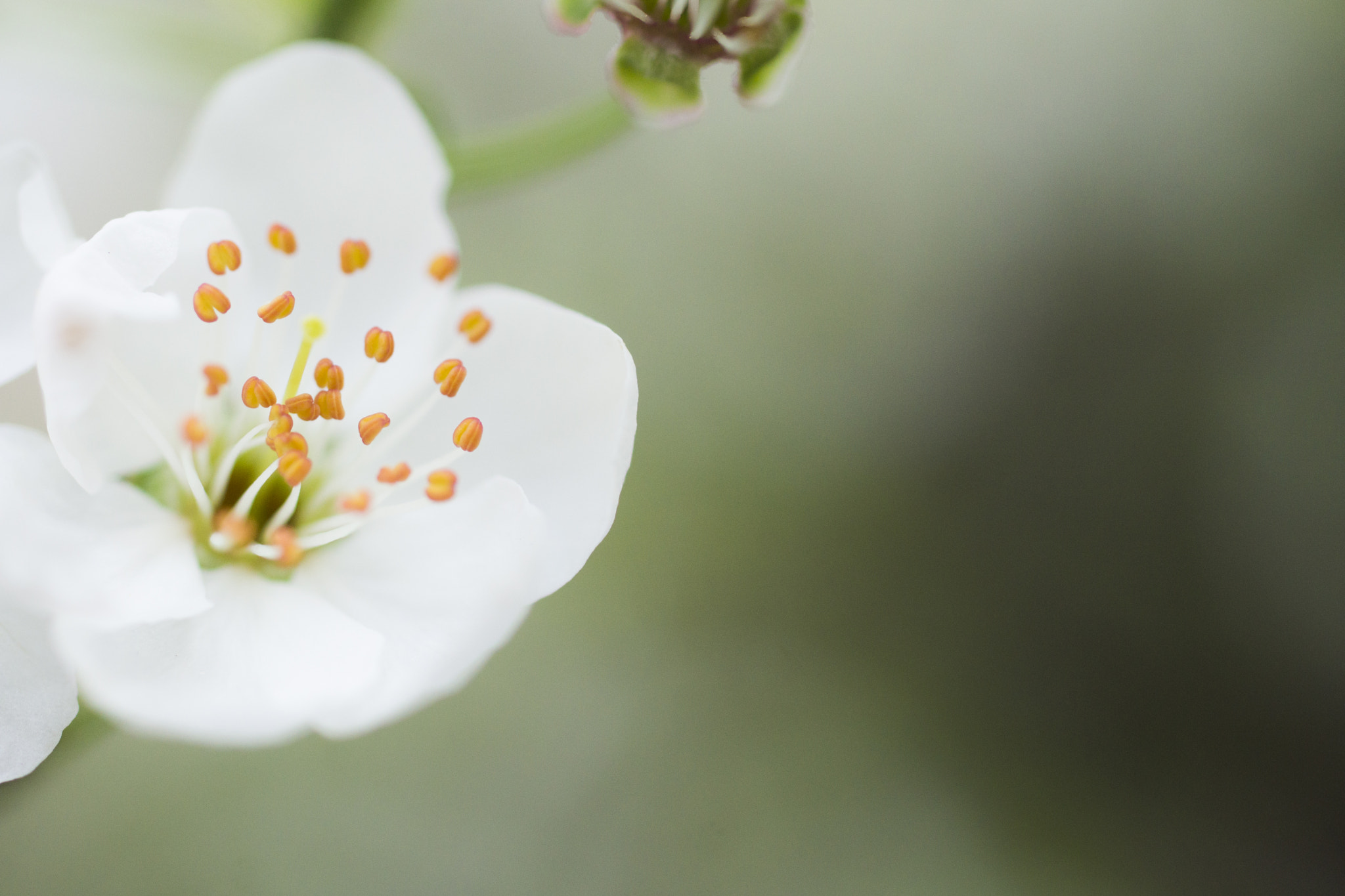 Sigma 30mm F1.4 EX DC HSM sample photo. Spring 3 photography