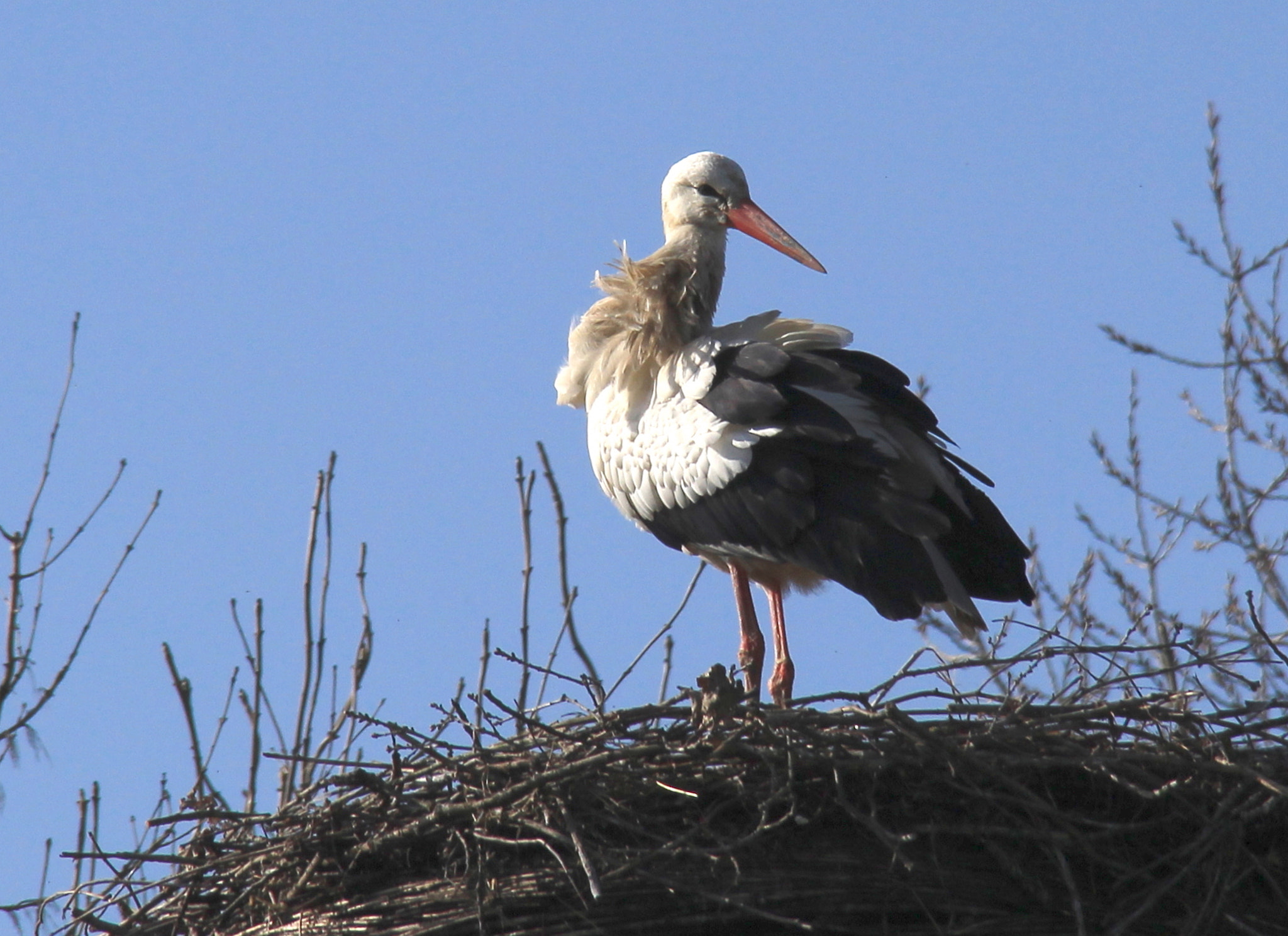 Canon EF-S 18-200mm F3.5-5.6 IS sample photo. Stork photography