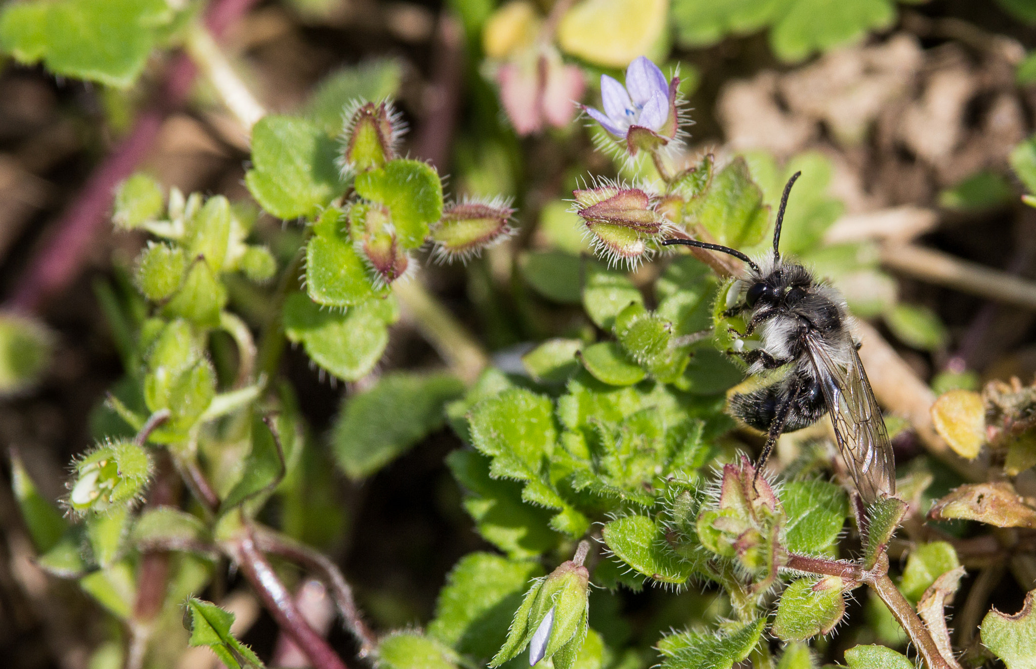 Canon EF-S 55-250mm F4-5.6 IS STM sample photo. Bee photography
