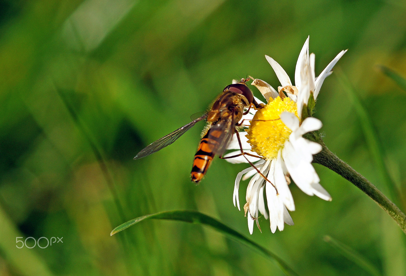 Sony Alpha DSLR-A580 sample photo. Hungry bee photography