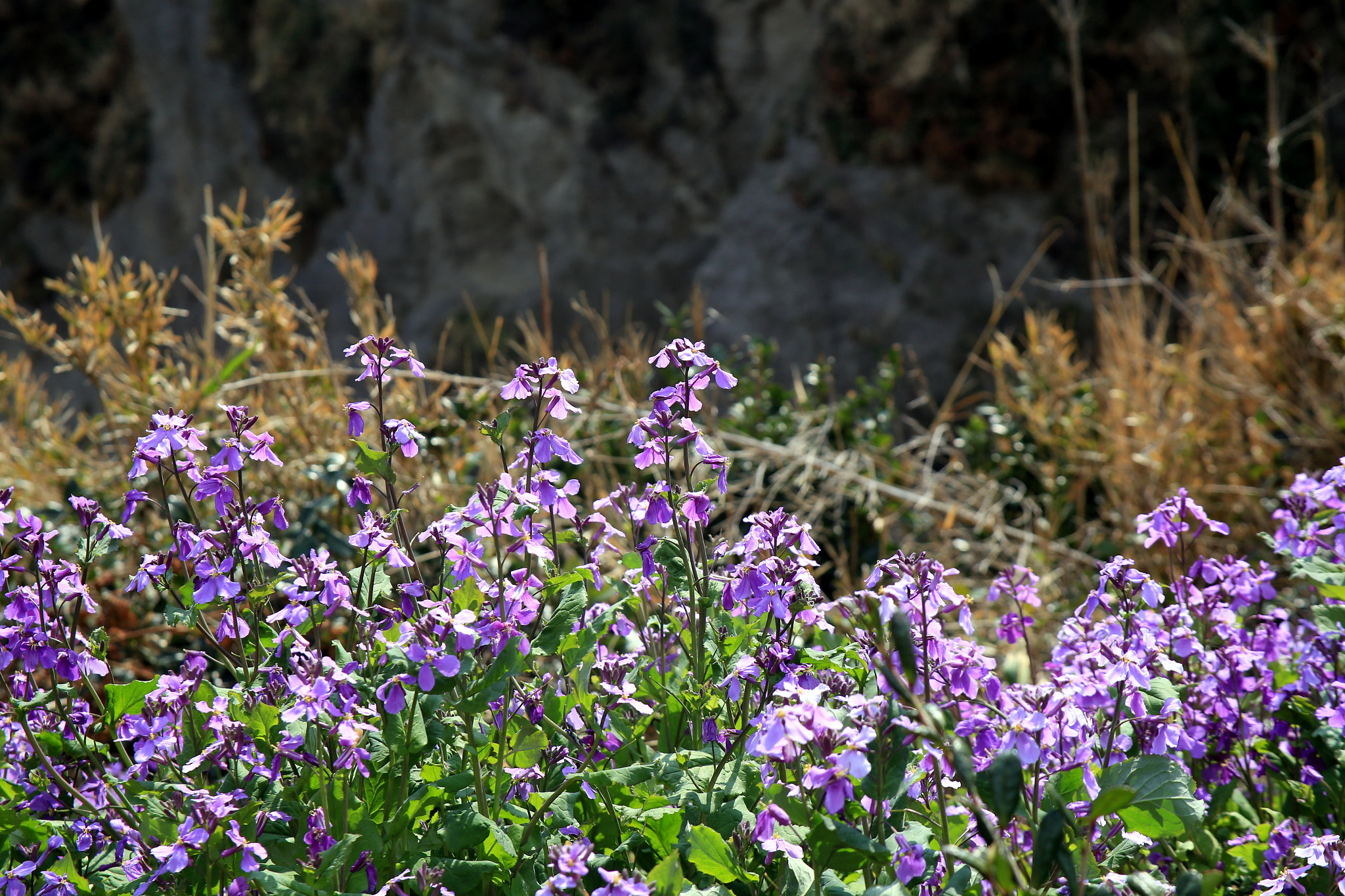 Canon EF 28-105mm f/3.5-4.5 USM sample photo. Clifftop flowers photography