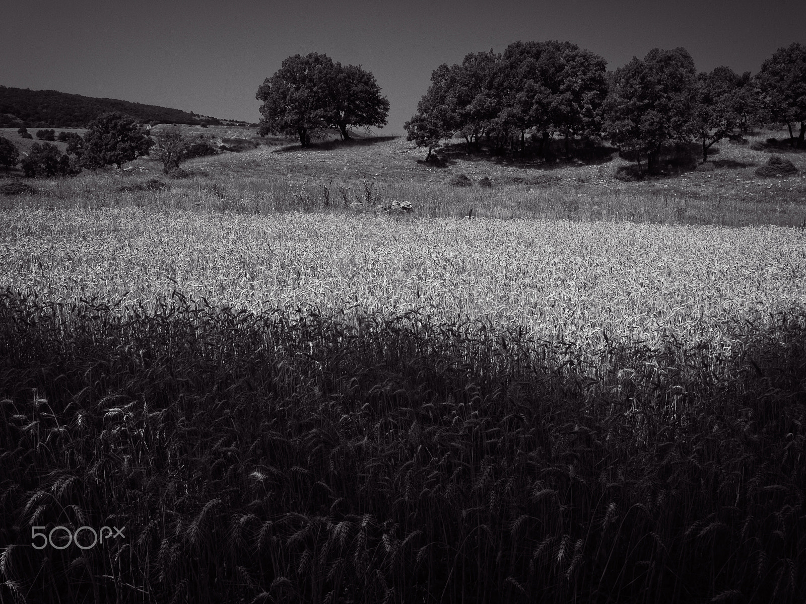 Olympus E-520 (EVOLT E-520) + OLYMPUS 14-42mm Lens sample photo. The forest photography