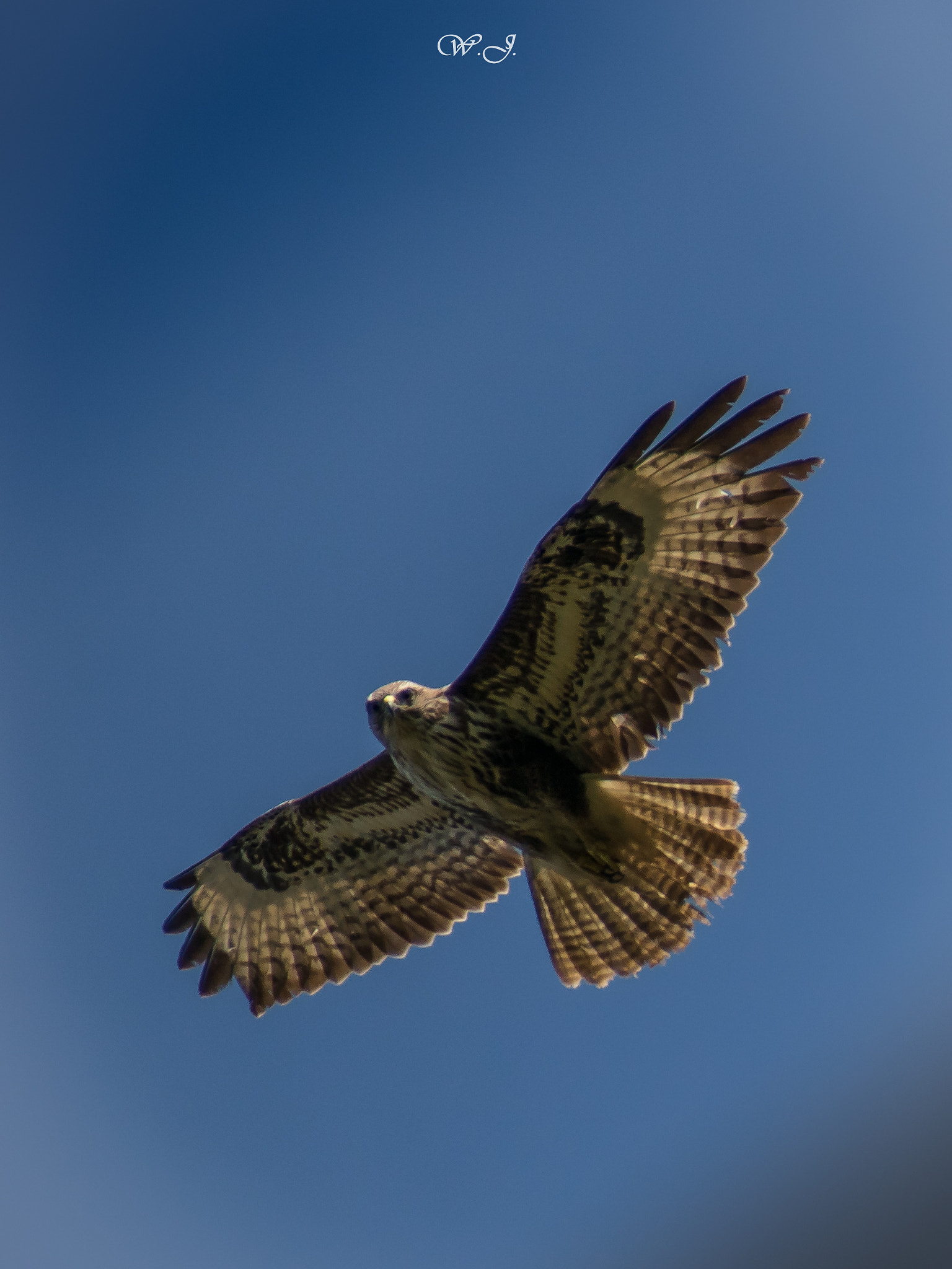 Sony 75-300mm F4.5-5.6 sample photo. Buzzard in the sky photography