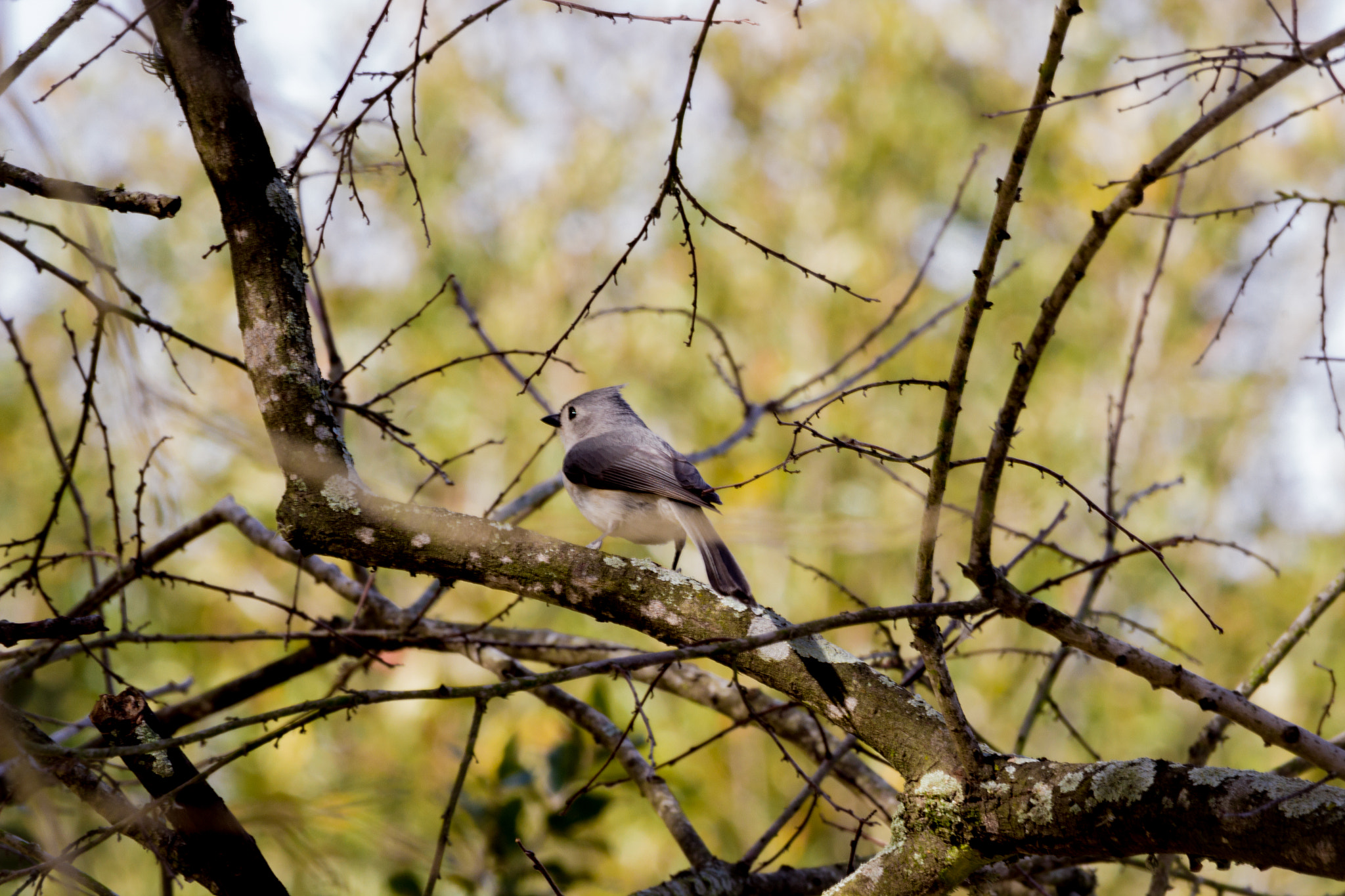 150-600mm F5-6.3 DG OS HSM | Contemporary 015 sample photo. Tufted titmouse bird photography